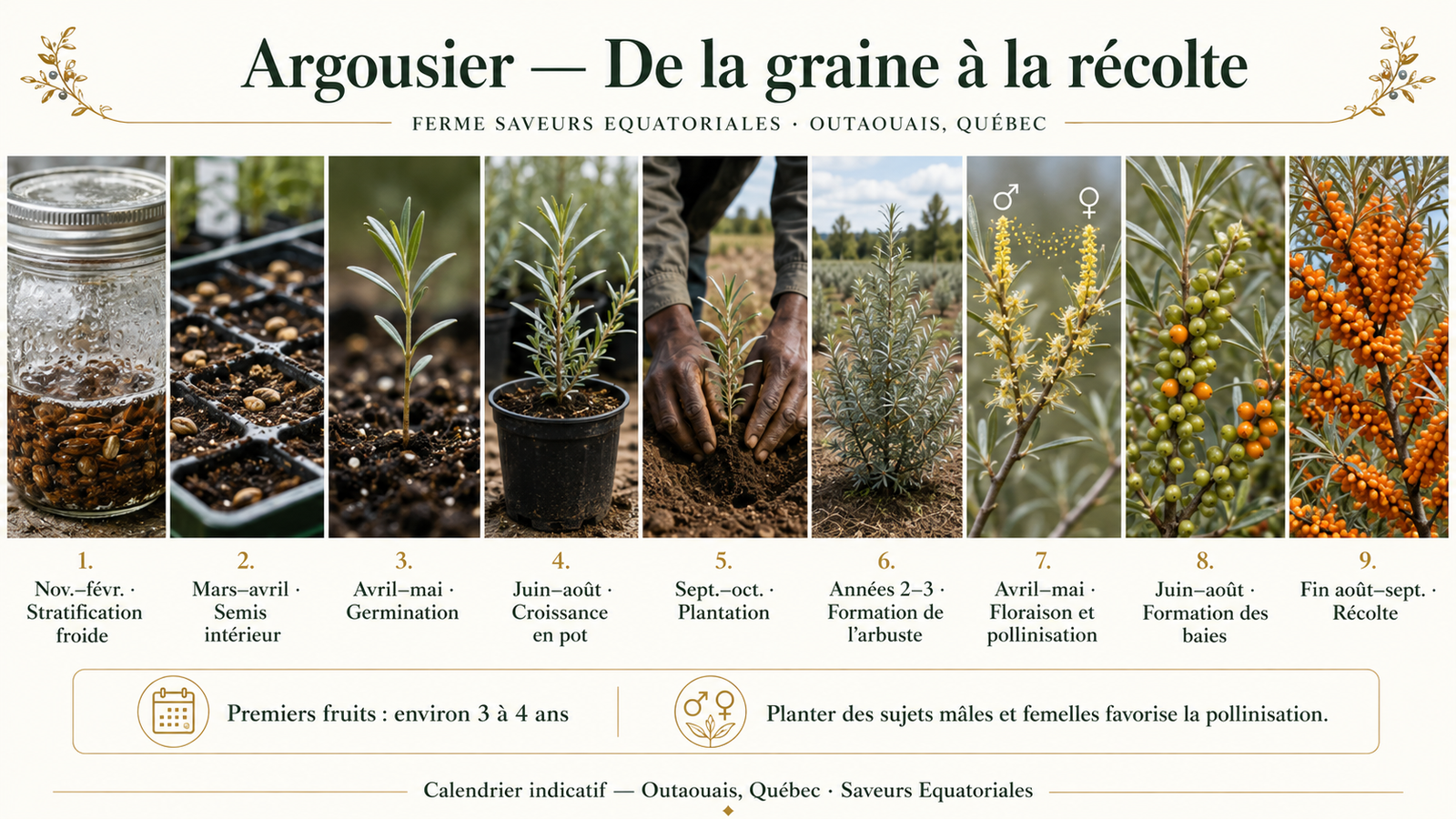 Calendrier de culture de l’argousier, de la stratification froide à la récolte