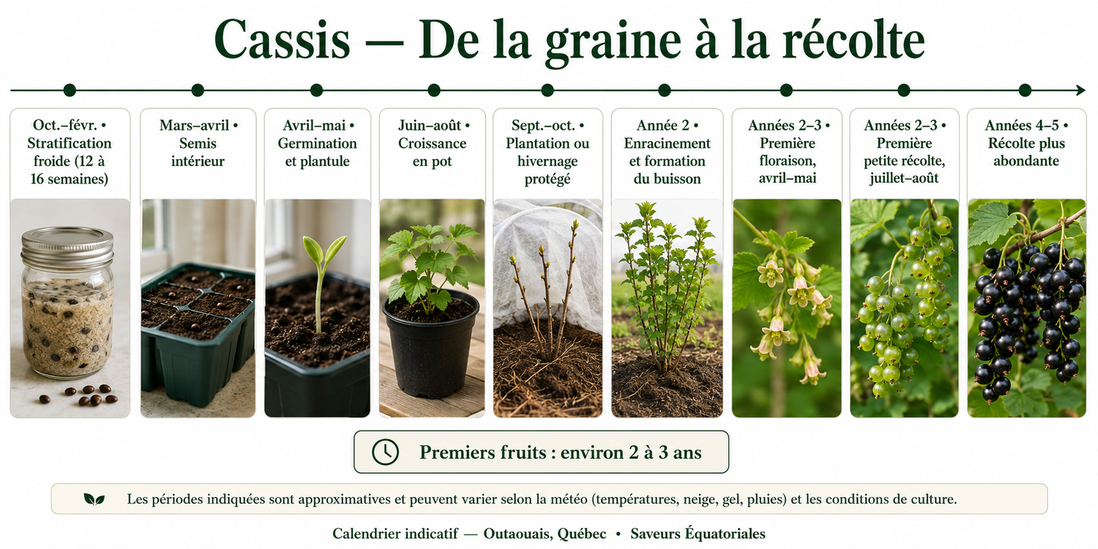 Calendrier du cassis de la stratification froide à la récolte abondante