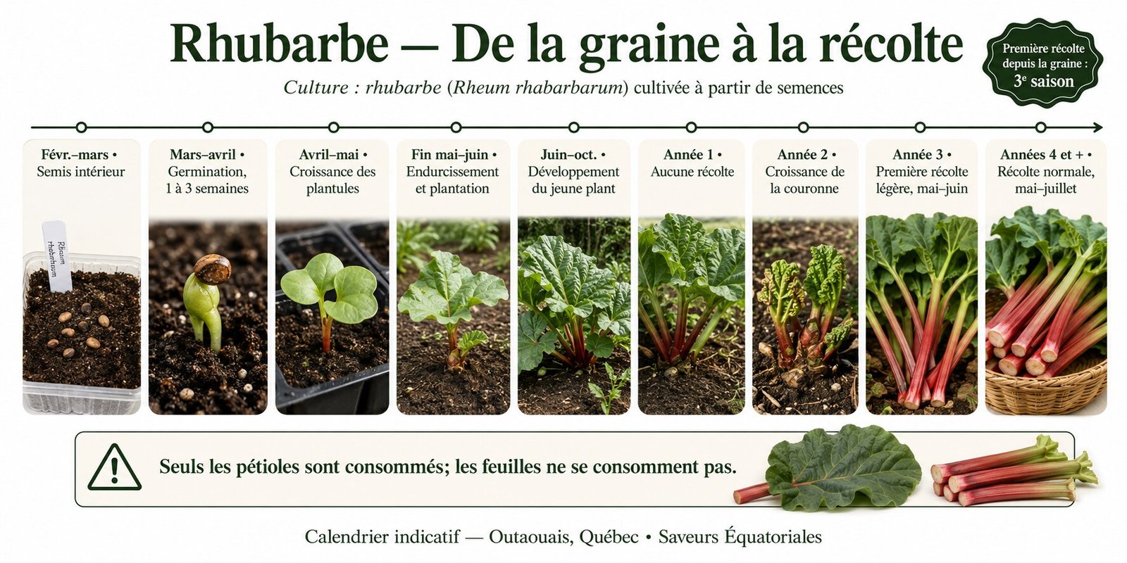 Calendrier complet de culture de la rhubarbe, de la graine à la récolte