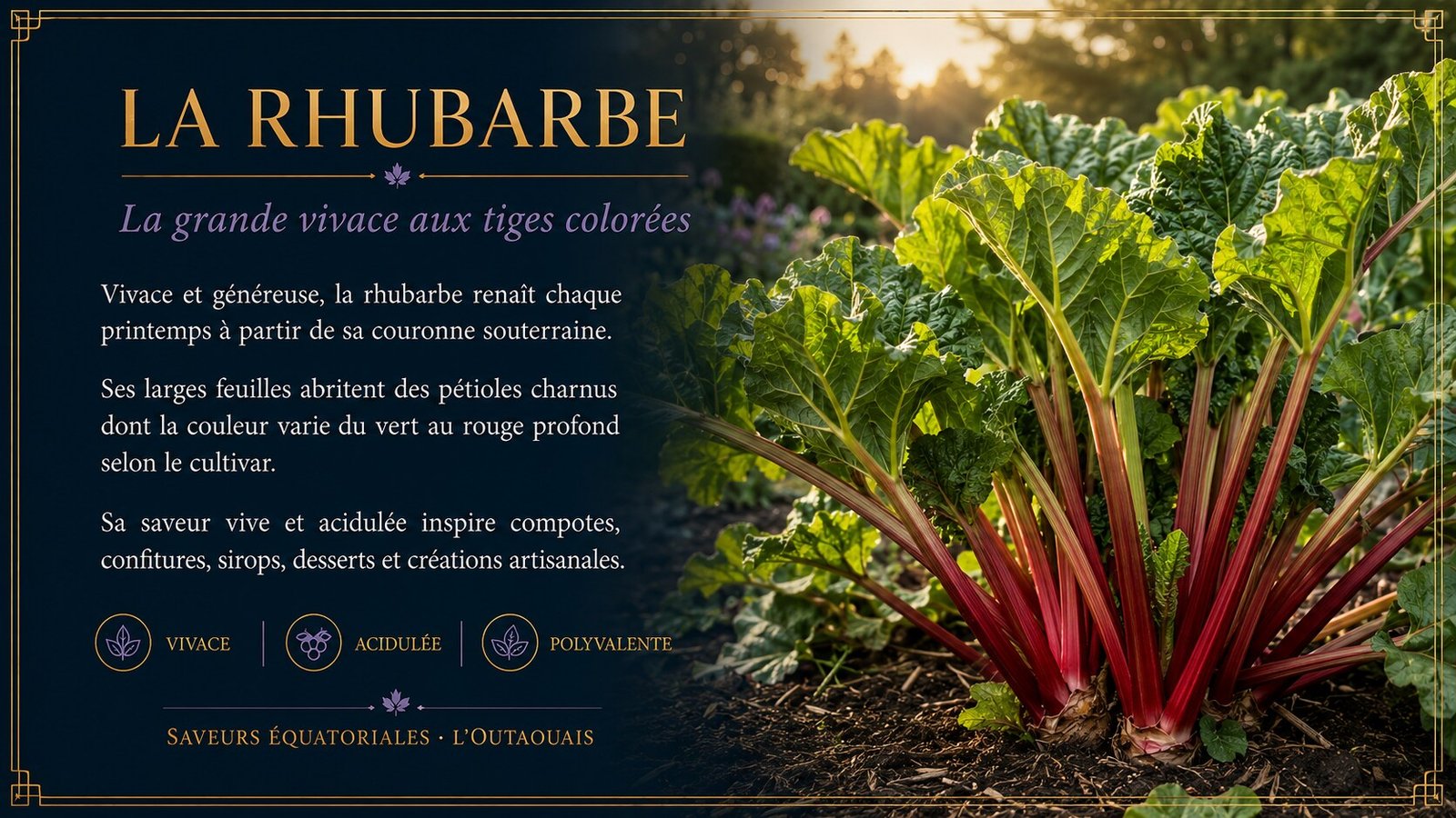 Présentation de la rhubarbe, baie nordique aux tiges colorées