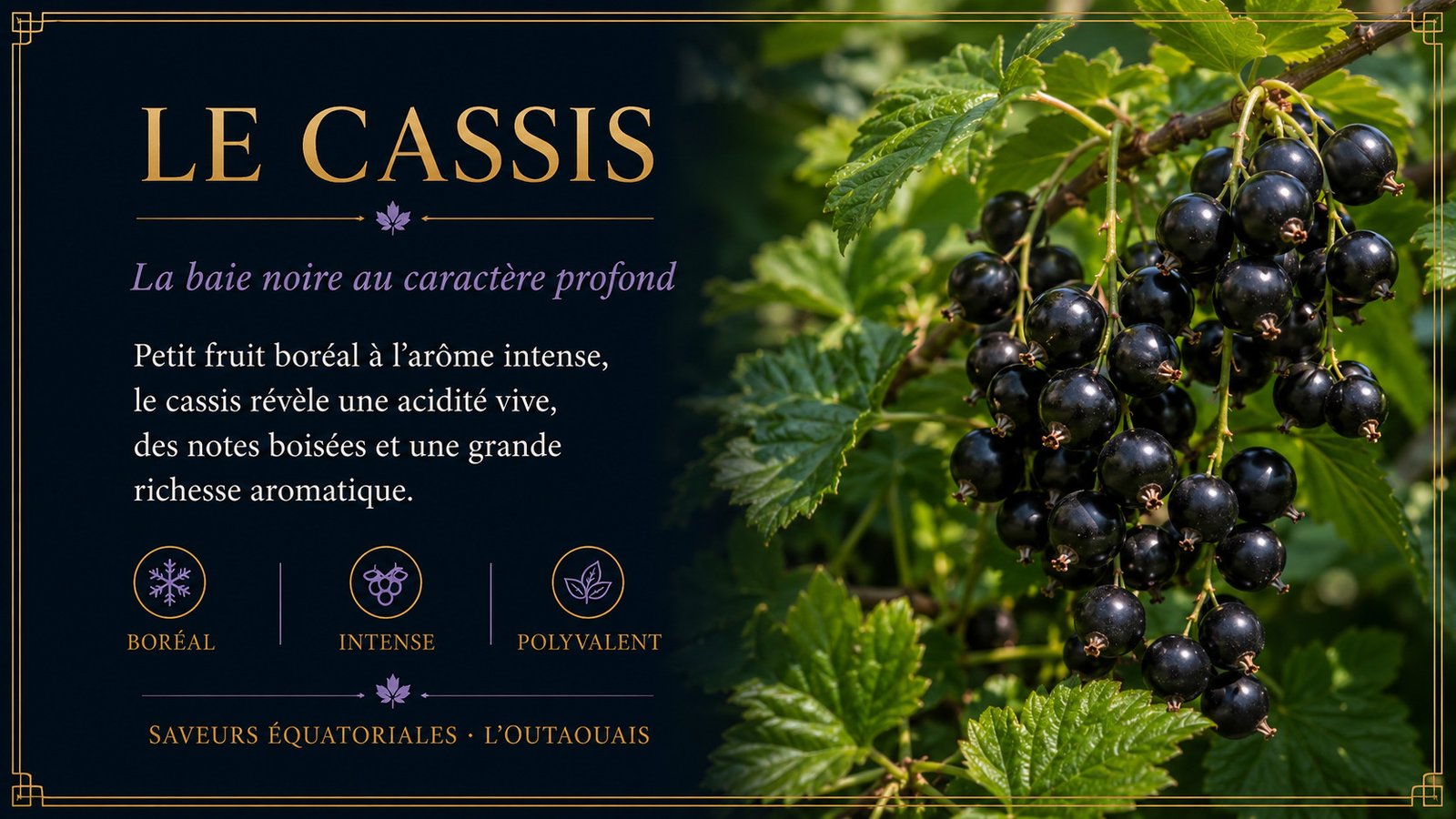 Le cassis, baie boréale noire, intense et polyvalente