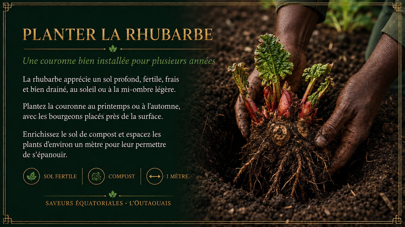 Conseils pour planter la rhubarbe