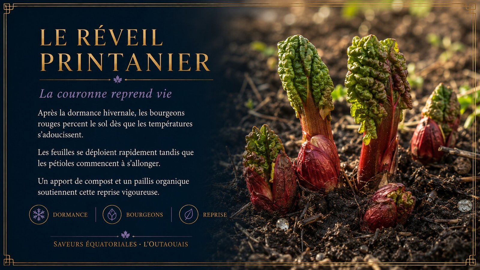 Réveil printanier de la rhubarbe