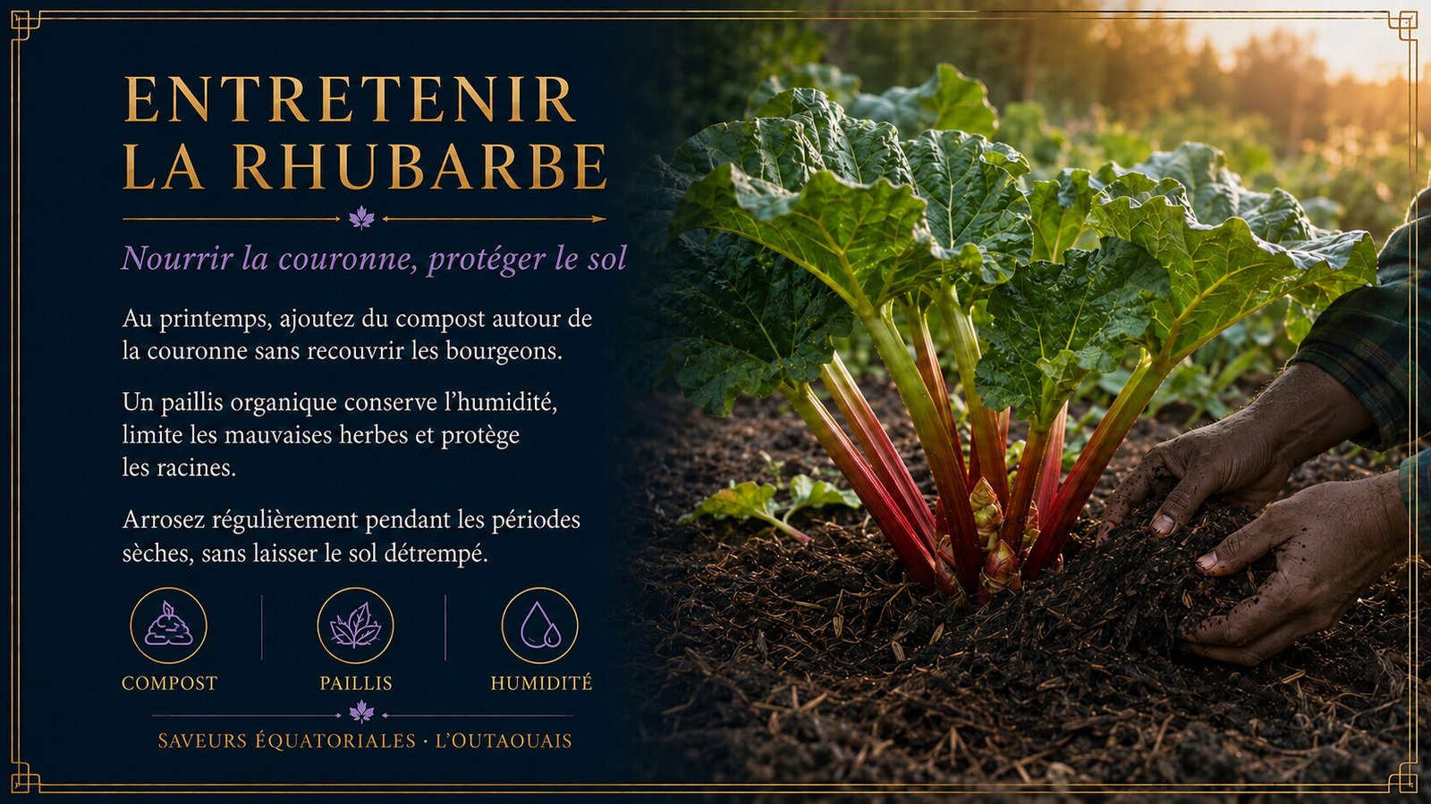 Entretien, compost et paillage de la rhubarbe