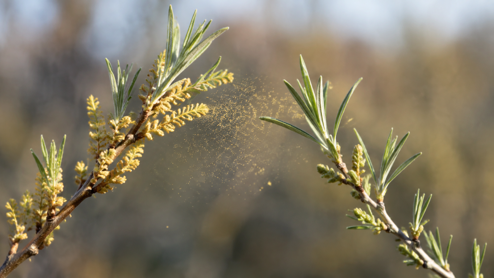Pollinisation par le vent entre branches mâle et femelle d’argousier