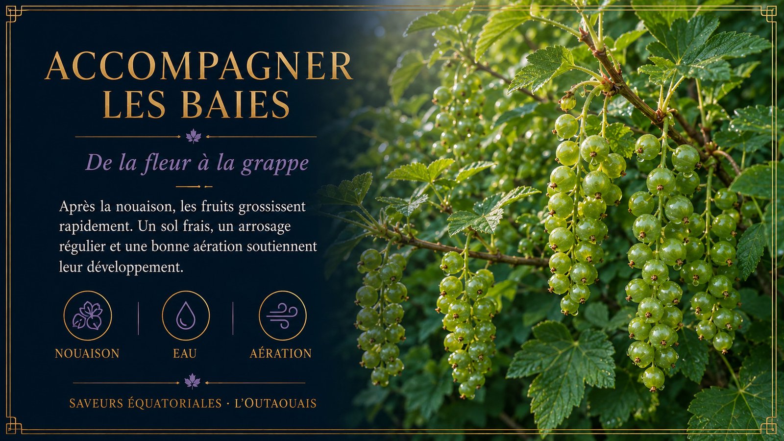Grappes de cassis vertes en formation