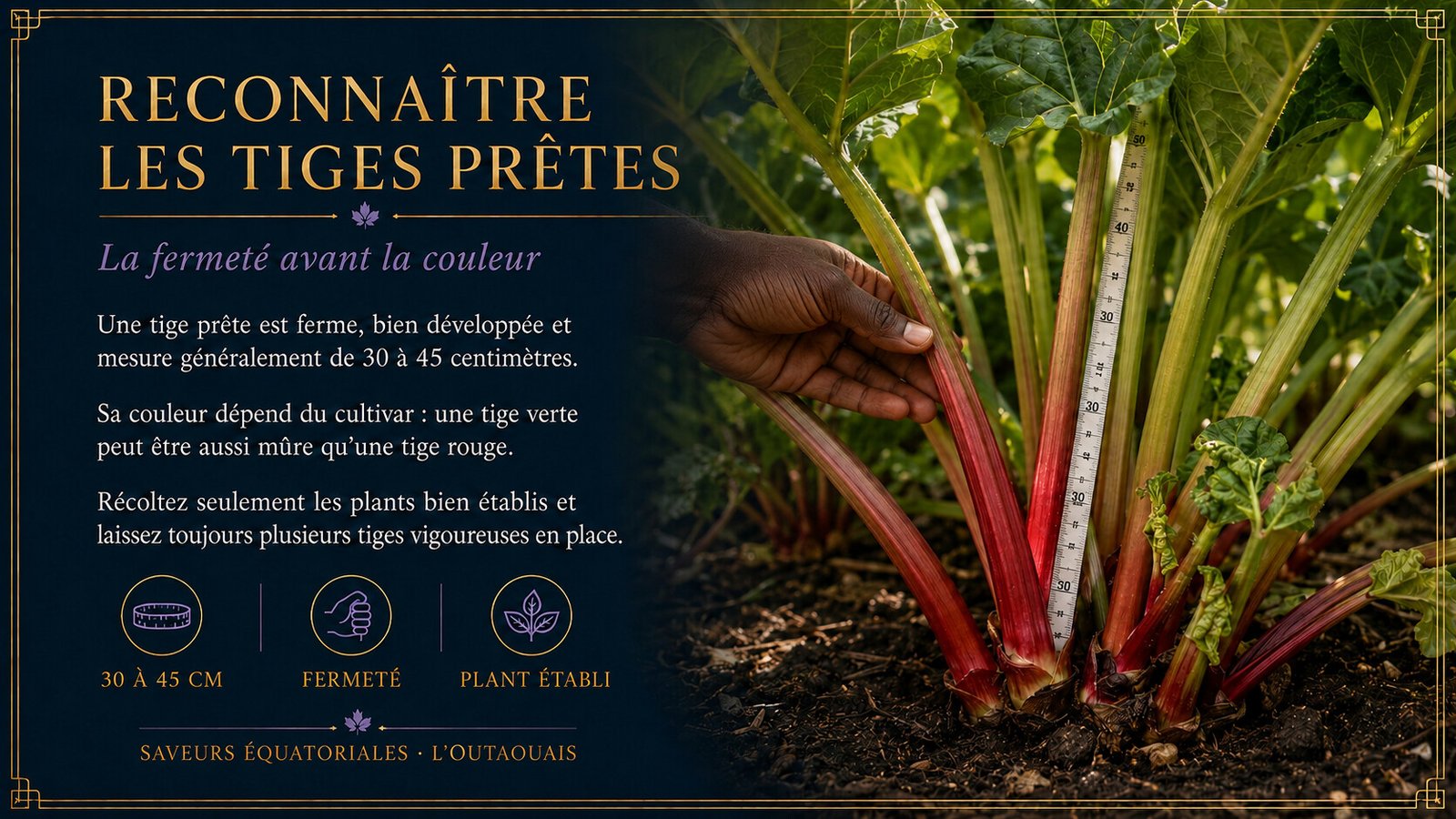 Reconnaître les tiges de rhubarbe prêtes à récolter