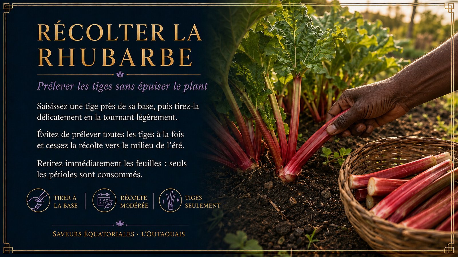 Récolte manuelle des pétioles de rhubarbe