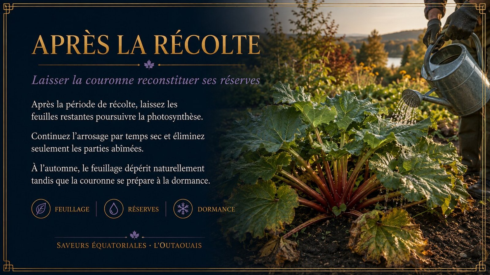 Entretien de la rhubarbe après la récolte