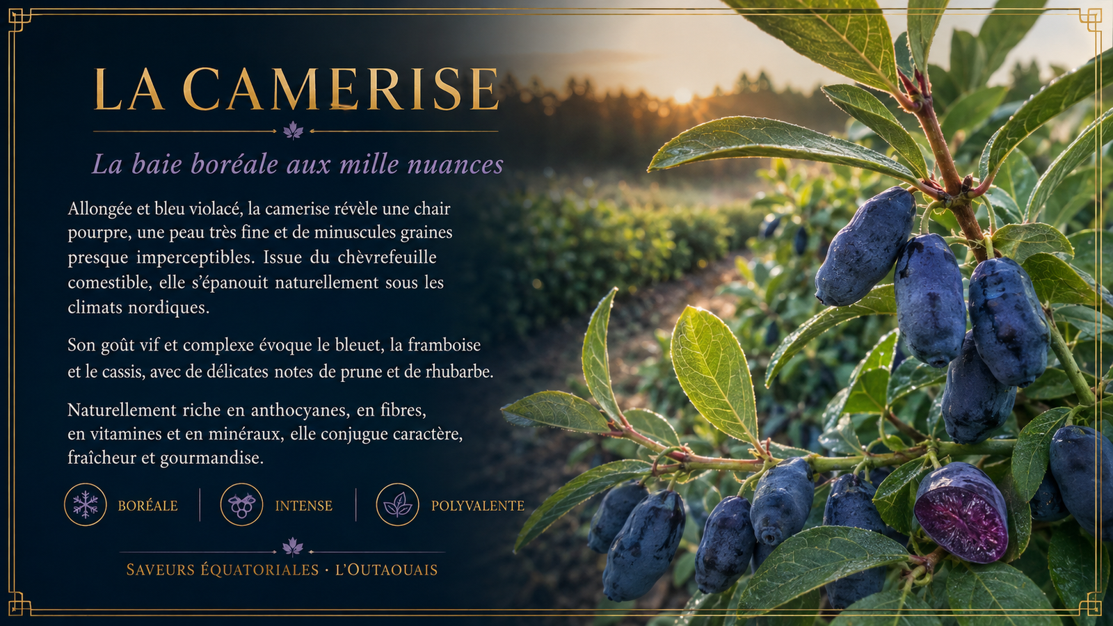 La camérise, baie boréale cultivée en Outaouais