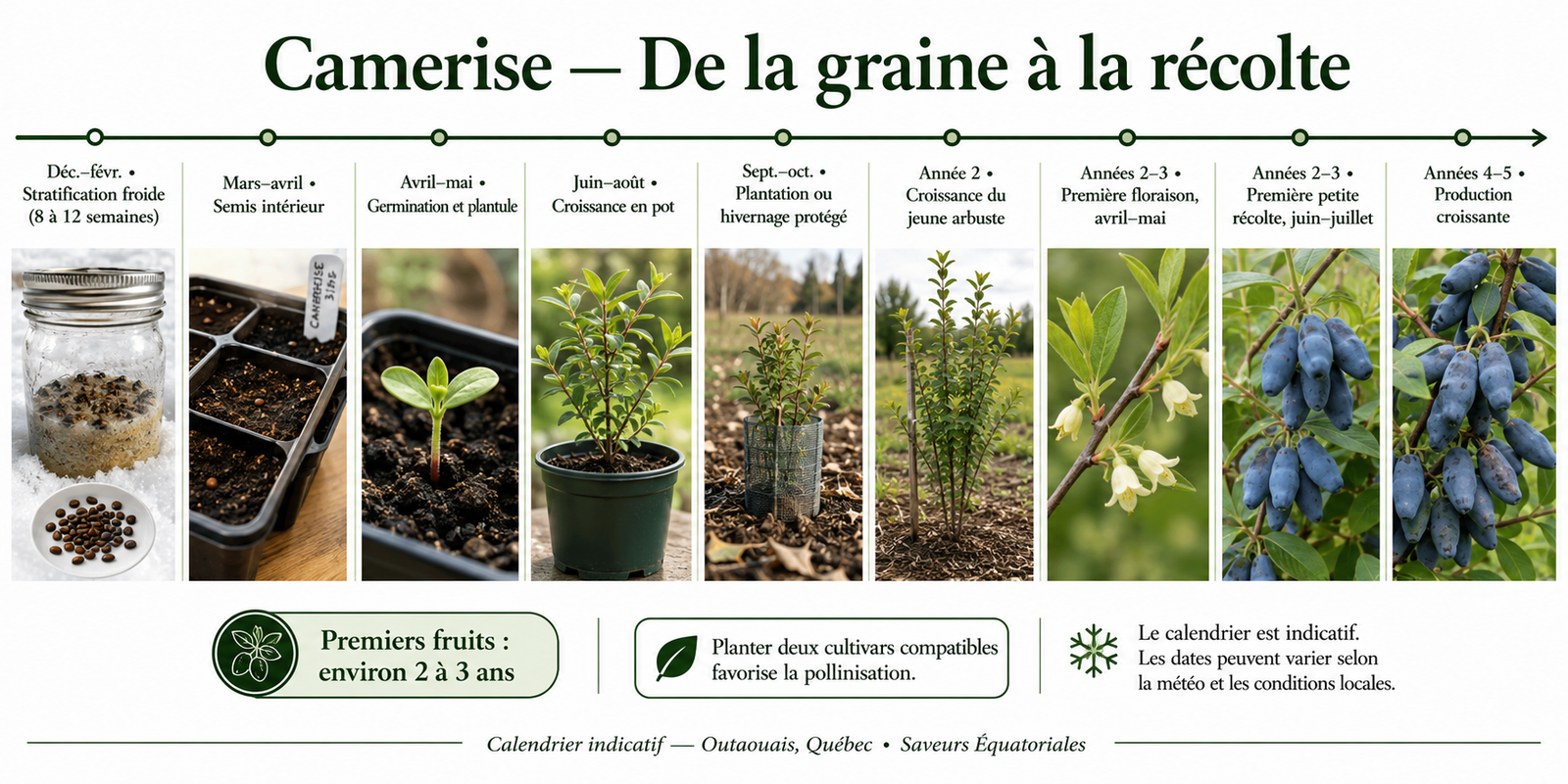 Calendrier de la camérise, de la graine à la récolte en Outaouais