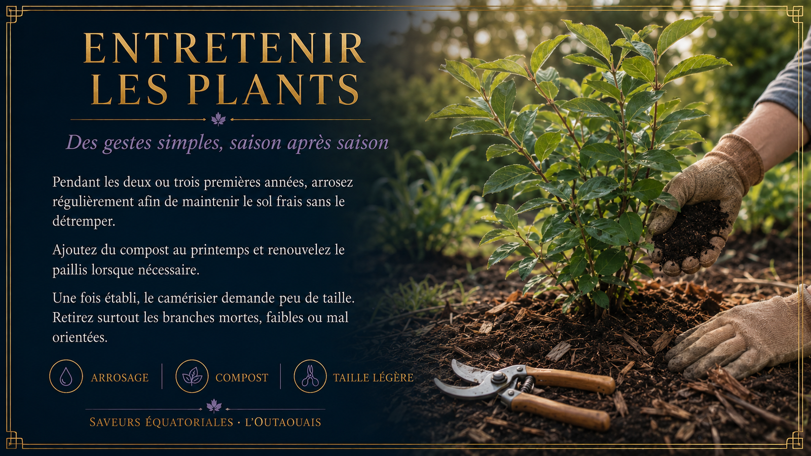 Entretenir les camérisiers après la récolte