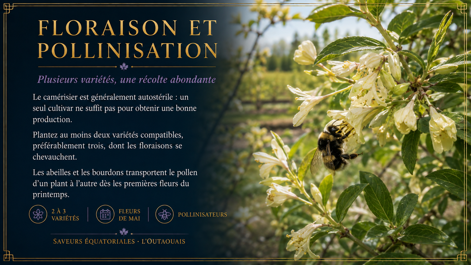 Floraison et pollinisation du camérisier par les bourdons