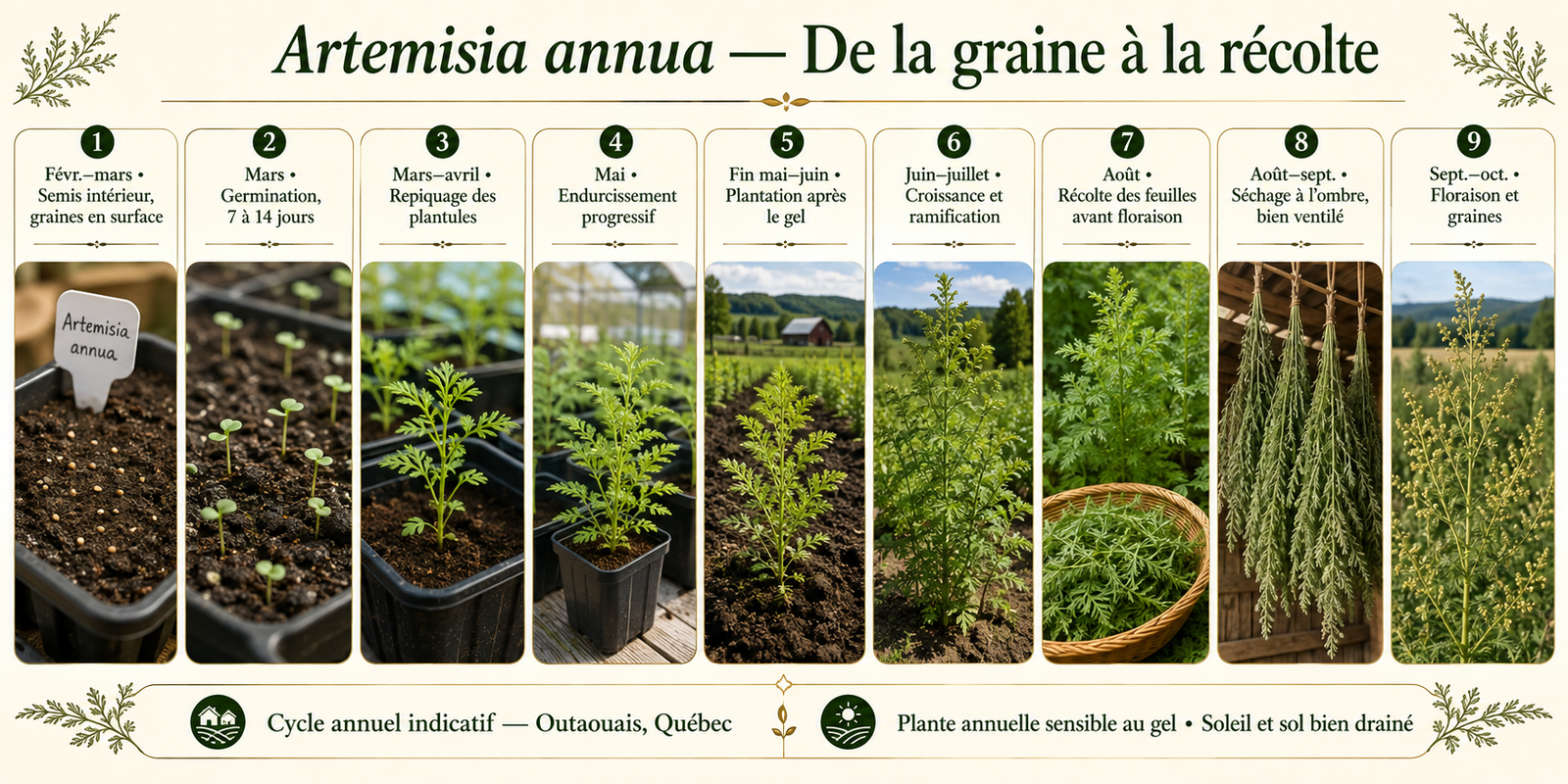 Calendrier de culture de l’Artemisia annua, de la graine à la récolte