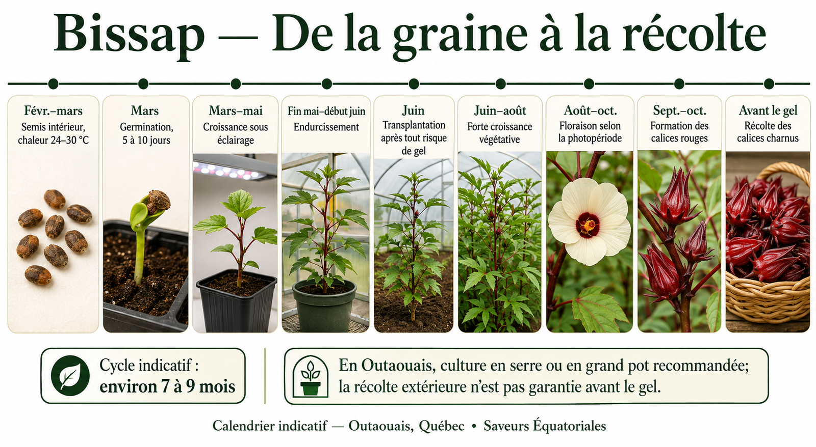 Calendrier de culture du bissap en Outaouais, de la graine à la récolte