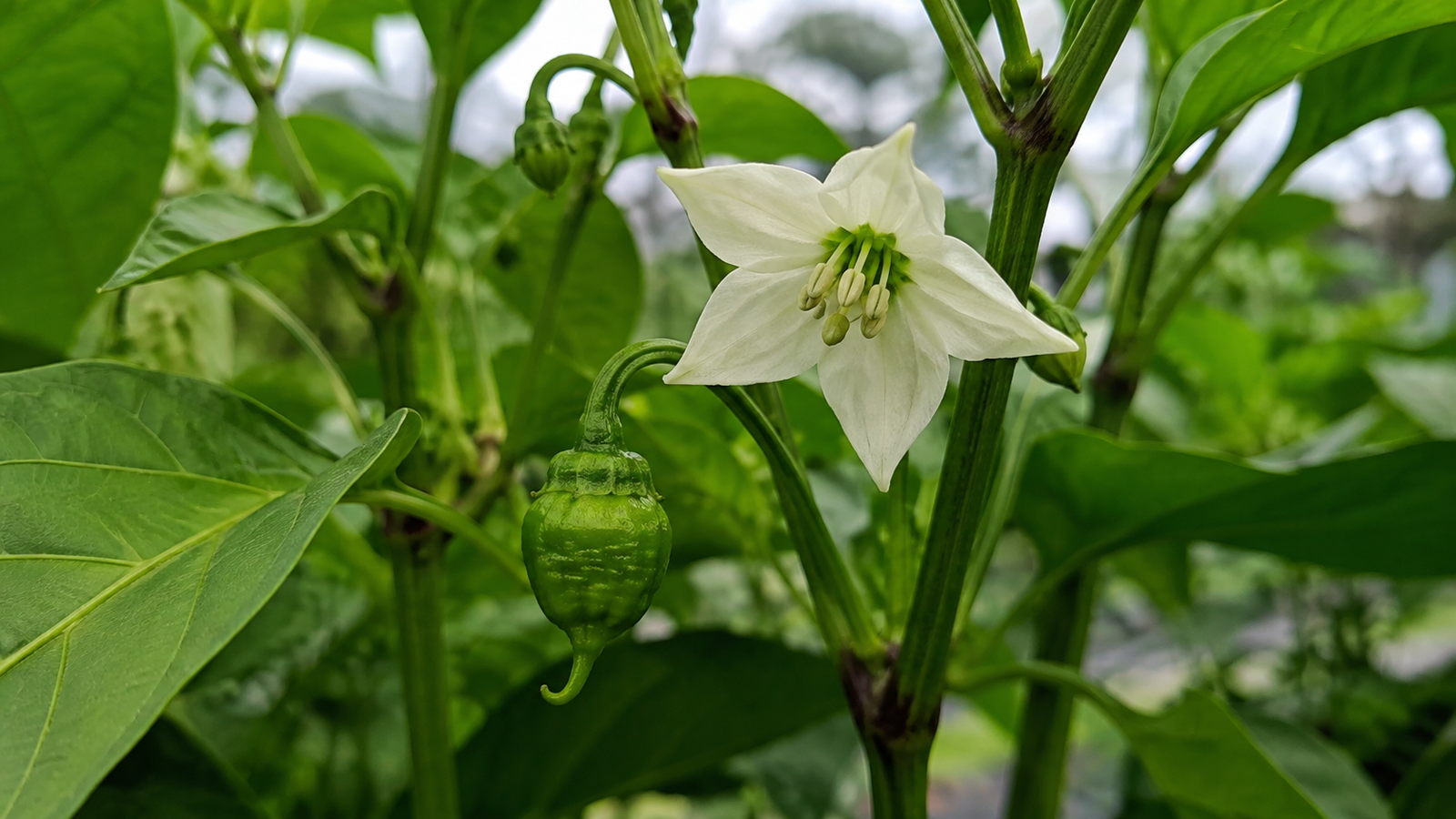Fleur et jeune fruit de Carolina Reaper au stade de nouaison