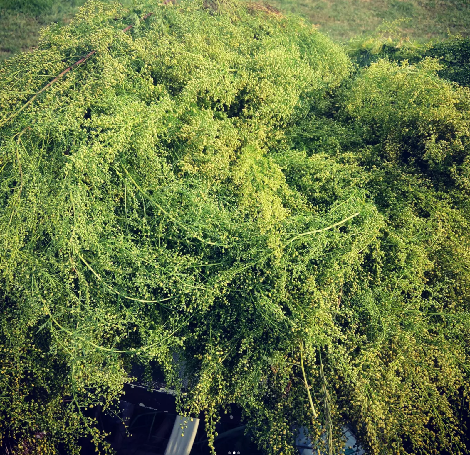 Sommités fleuries d’Artemisia annua réellement récoltées à la ferme